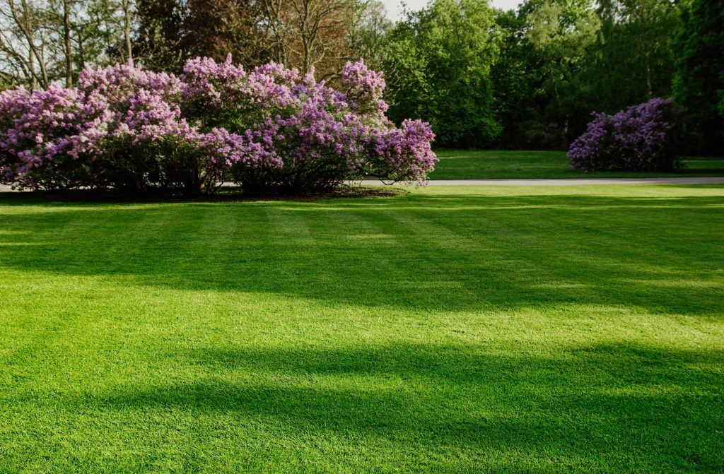 image of Lawn-Care by regal lawn care