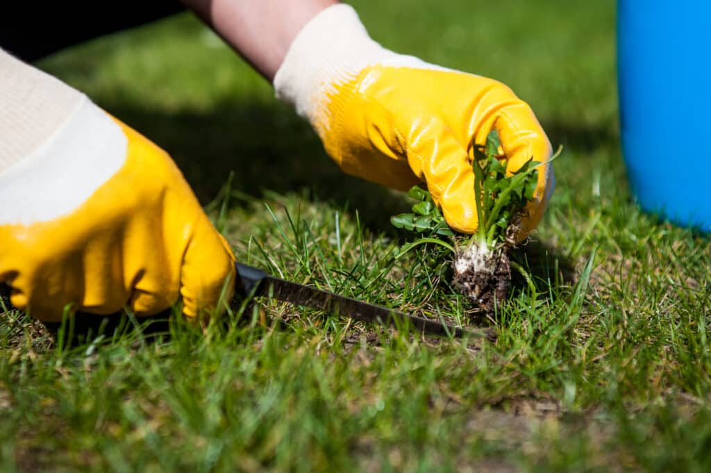Tackling Lawn Pests and Weeds: Expert Solutions for Hampstead Properties