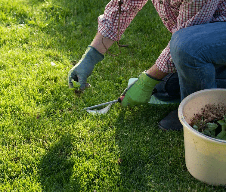 Lawn Care Services In Hampstead