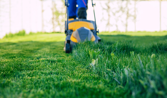 Seasonal Lawn Care Services