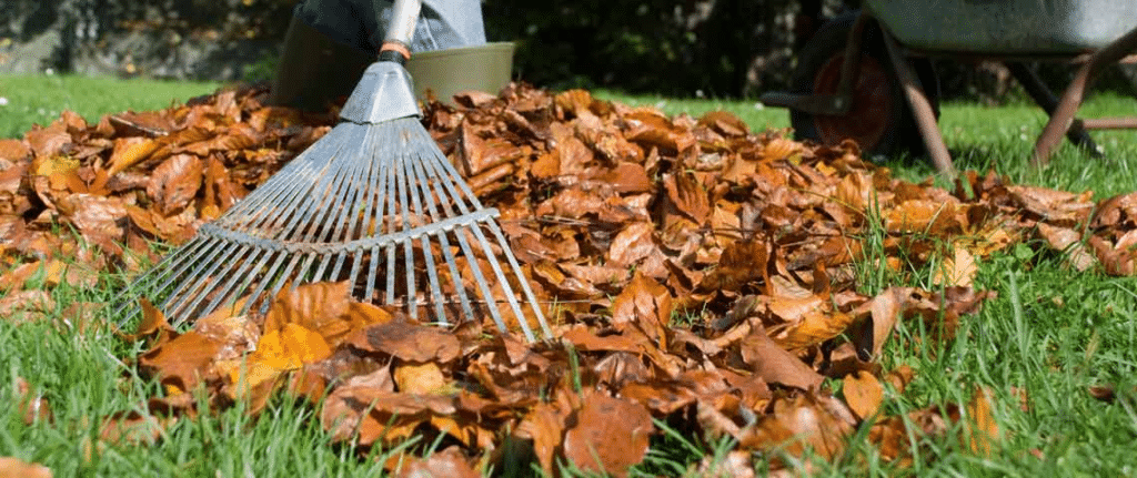 Fall Lawn Care