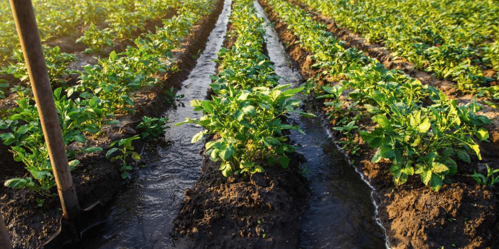 Irrigation system maintenance