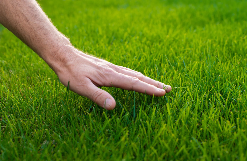 Common Lawn Care Mistakes to Avoid: Tips for a Perfectly-Manicured Lawn