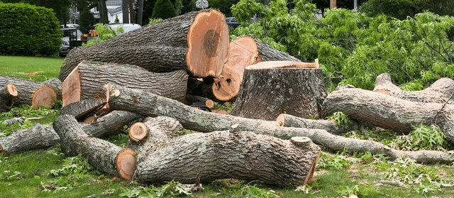 Signs Your Tree Needs Removal: Identifying Hazardous Trees Before They Cause Damage