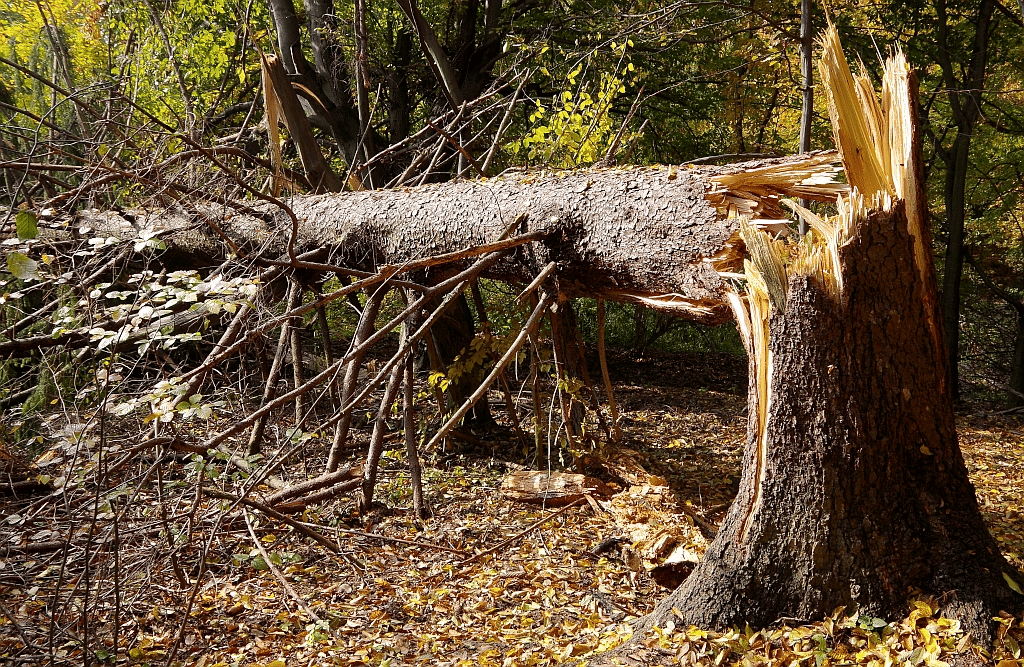 tree removal services