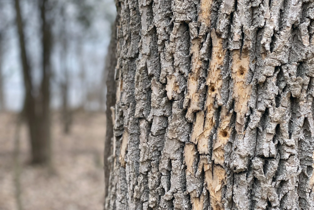 Tree maintenance services