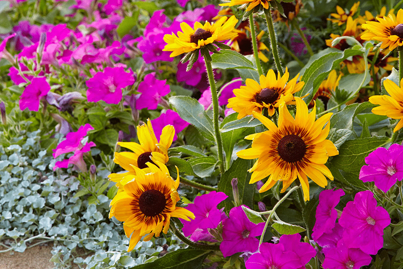 Flower garden installation