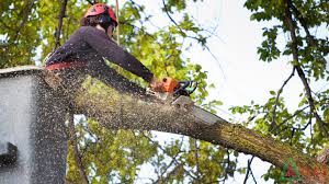 Tree cutting services