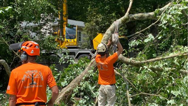 Tree Removal Services In Hampstead