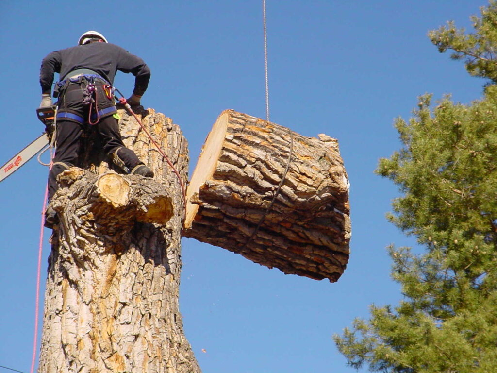 DIY vs Professional Tree Removal: When Should You Call the Experts?