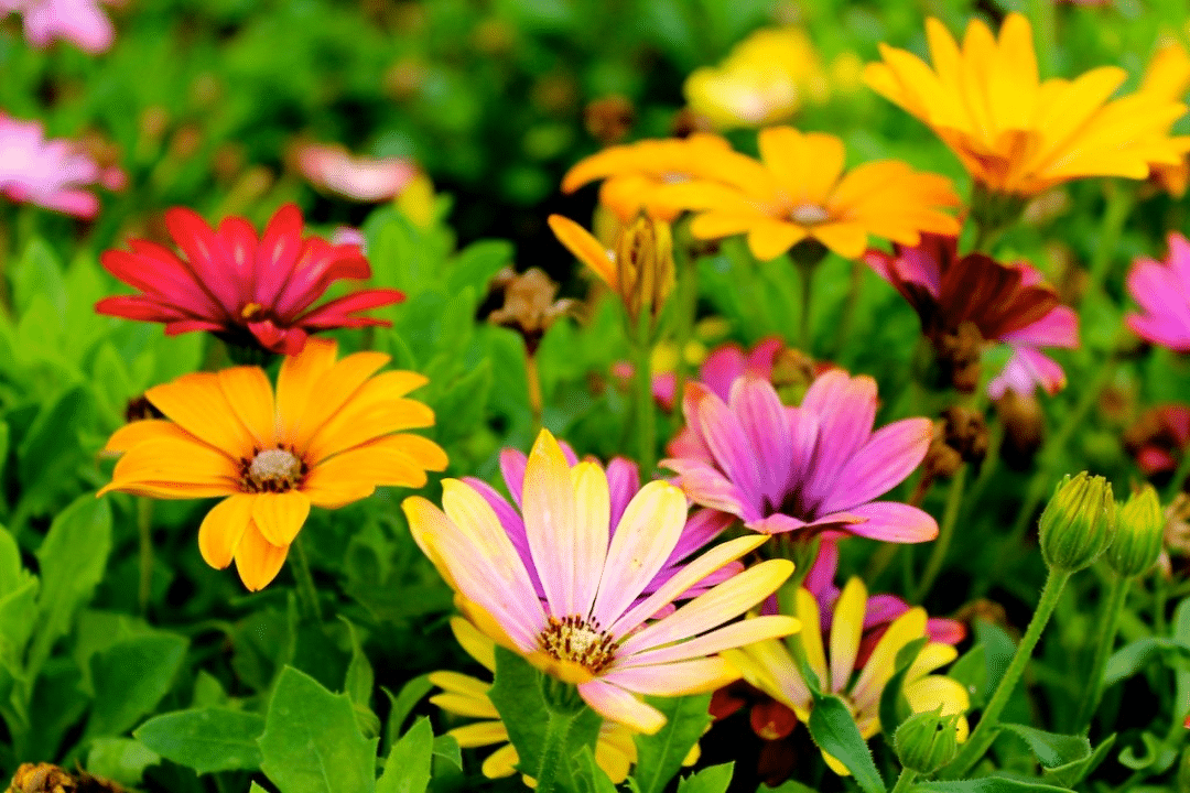 Including Edible Plants and Herbs in Your Garden Design: Edible Flowerbeds